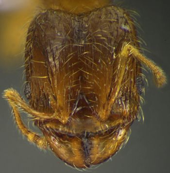 Media type: image;   Entomology 34248 Aspect: head frontal view